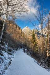 A snow-covered path leads through a tranquil forest towards a majestic mountain peak under a clear sky, highlighting nature's beauty. High Tatras National Park, Slovakia, Europe.