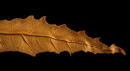 Close-up studio shot of shredded, golden-brown cigarette tobacco leaves scattered loosely, highlighting rich texture detail against a deep black background ,rich ,cured ,farming