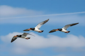 Obraz premium Three egyptian geese flying together in a blue sky with white clouds