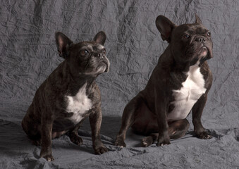 Bouledogues fran&ccedil;ais