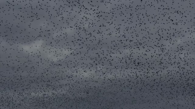 Large flock of birds flying in slow motion 120fps starling murmuration in winter England. Amazing nature and wildlife spectacle 4K