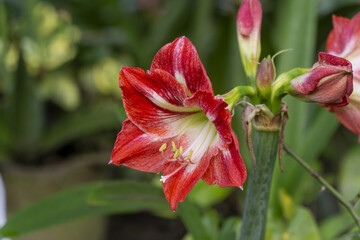 Vibrant red and white striped Amaryllis flower blooming in a lush, green garden, symbolizing beauty, spring, and natural elegance.