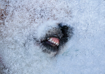 Obraz premium a dog licking frost-covered glass, pressing its nose against it