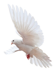 Majestic White Dove in Mid-Flight with Graceful Wings Spread Wide