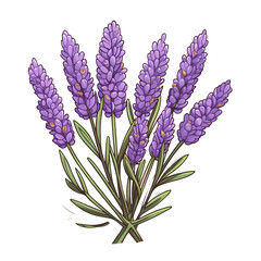 Vibrant French Lavender Blossom Close-Up