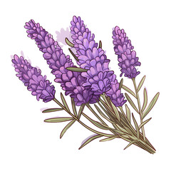 Vibrant French Lavender Blossom Close-up