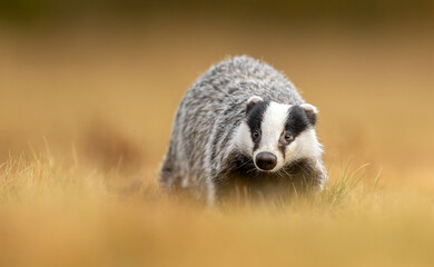 Badger close up ( Meles meles ) © Piotr Krzeslak