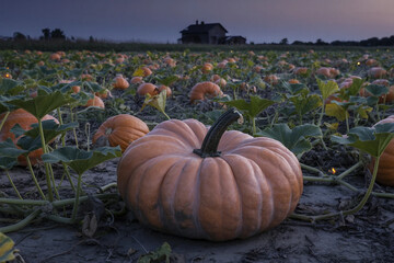 Large orange pumpkin growing in a field during the autumn harvest season