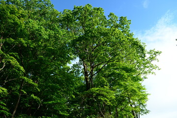 Fototapeta premium Pyrus ussuriensis is a deciduous pear tree with sharp serrated leaves, white spring flowers, and yellow fruits retaining the calyx. Photographed in Korea.