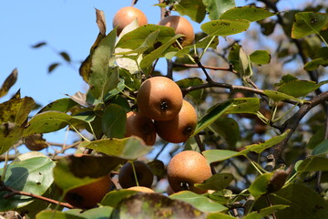 Pyrus ussuriensis tree with serrated leaves, white spring blossoms, and yellow fruits retaining calyx in autumn