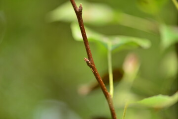 Pyrus ussuriensis tree is a wild deciduous pear growing tall in mountain forests, characterized by sharp serrated leaves, white spring blossoms, and yellow autumn fruits retaining a persistent calyx