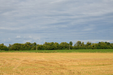 Obraz premium A shelterbelt of deciduous trees and power lines along a field in Russia