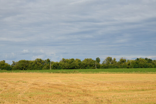 A shelterbelt of deciduous trees and power lines along a field in Russia