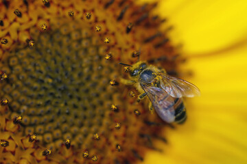 The close up of a Honey bee sitting on a blooming flower head of a yellow Common Sunflower growing...