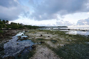A serene tropical coastline scene with palm trees along a rocky shore, shallow tidal pools, and a vast sea under a cloudy sky. Perfect for nature, travel, and landscape uses.
