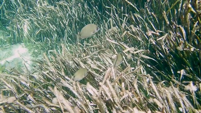 Underwater Point of View footage of a vibrant posidonia oceanica meadow with sargo fish swimming gracefully in the clear mediterranean daylight