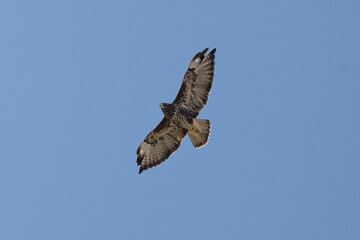 Common Buzzard Soaring Against The Sky Background