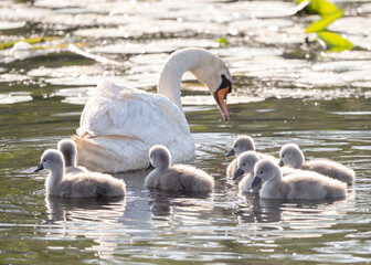 Mute Swan With Chicks In Action In The Pond