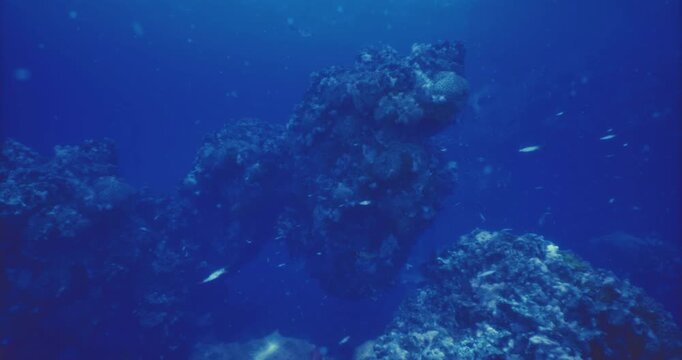 Divers navigate through a stunning underwater ecosystem featuring diverse coral formations and an array of small fish swimming in crystal clear water.
