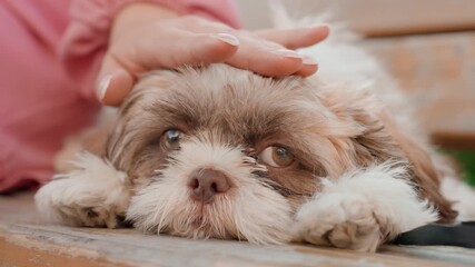 Dog Trust Bond, Calm And Trusting Relationship Formed During Outdoor Dog Petting Experience, Peaceful Connection Established Through Gentle Head Rub Between Human Owner And Loyal Dog Outdoors