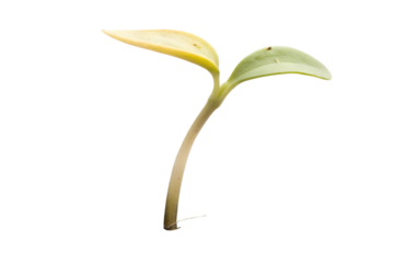 A delicate green sprout unfurling its young leaves, showcasing the nascent beauty of new growth in isolation
