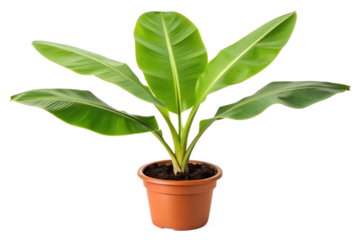 Vibrant green banana plant in a brown pot, showcasing its large, lush leaves and healthy growth, perfect for adding tropical charm to any indoor or outdoor space