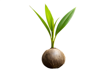 Fresh coconut sprout with vibrant green leaves emerging from its brown seed, isolated on a pristine white background, symbolizing new life, tropical essence, and natural growth