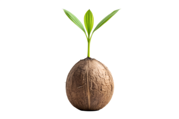 A young green seedling emerging from a ripe brown coconut, symbolizing new beginnings and growth, isolated against a clean white background