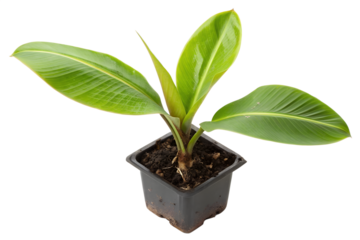 Vibrant green young banana plant in a black plastic pot, showcasing lush foliage and growth, perfect for indoor or outdoor tropical gardens
