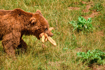 El oso pardo y el pan