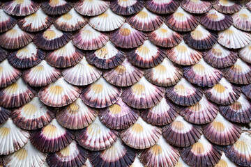 Pared recubierta de conchas de vieira