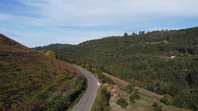 Drone footage of araucaria trees with pine cones filmed up close, detailed natural texture and scenic forest atmosphere in southern Brazil