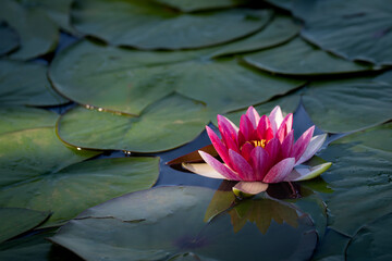 pink water lily © talavietis
