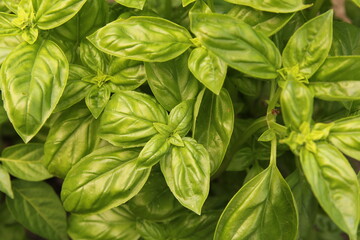 top view at a green basil plant in a vegetable garden closeup