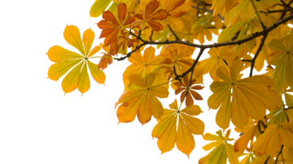 Bright yellow and orange chestnut tree leaves with branches on a transparent