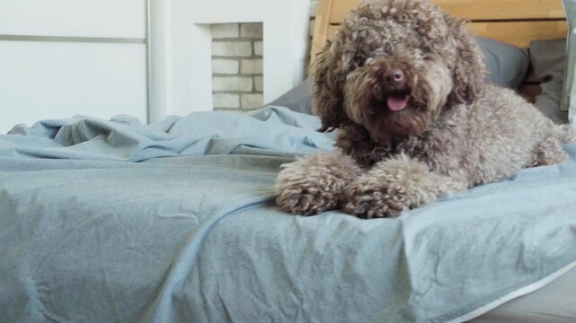 Curly-haired Maltipoo bread dog resting while lying comfortably on owners bed in cozy bedroom, radiating contentment. Pets everyday life comic 4K footage.