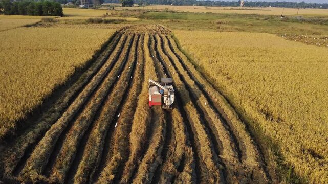 Aerial view of a combine harvester harvesting rice crop.