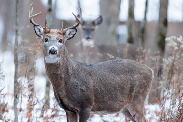 Fototapeta premium Buck, with a doe in the background, in the early evening on the edge of the woods near Hartford, Wisconsin in late November