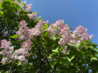 Spring garden with beautiful lilac blossoms.