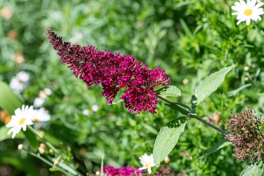 Close up of pink flowers on a buzz magenta butterfly bush (buddleja davidii) shrub