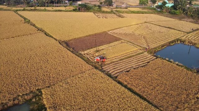 Harvester working in rice field. Harvesting rice by machine in india.