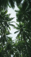 Fototapeta premium A vast, dense, and lush tropical palm tree forest canopy reaching toward the bright sky, offering shade and natural beauty ,sunny ,destination ,ecosystem