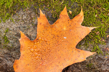 A close up of an  oak leaf with dew, laying on a boulder with moss within Pike Lake Unit, Kettle Moraine State Forest, Hartford, Wisconsin in late November © Drake Fleege