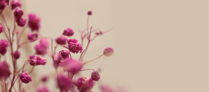 Smoke selective soft focus pink Gypsophila Flower twig. Natural blur light and shadow beige horizontal background.