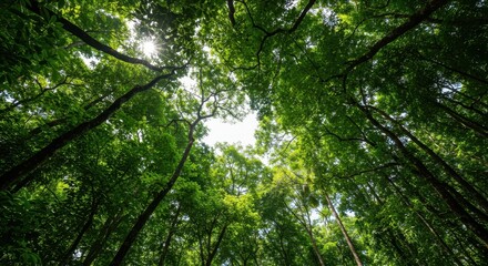Obraz premium Towering green tapestry of the tropical jungle canopy, viewed from below, showing thick layers of foliage filtering bright daylight and sunlight, high, sun, jungle
