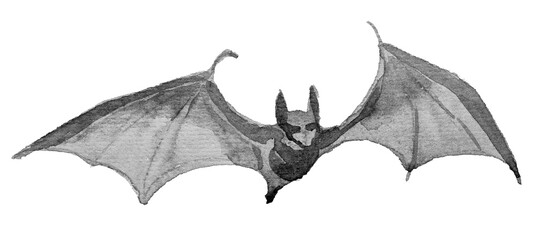 Fototapeta premium Bat illustration isolated on a white background.