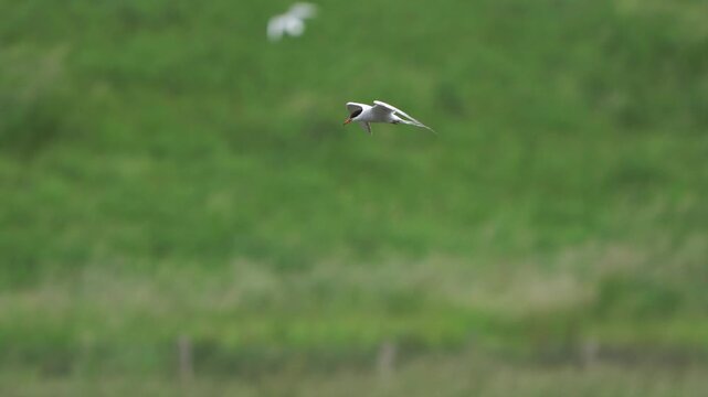  A common tern (Sterna hirundo) flying in front of the dike - slow motion