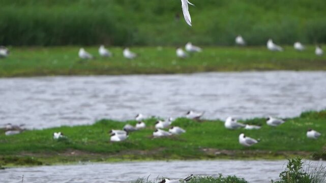 A Sandwich tern (Thalasseus sandvicensis) flying from its nest with a little fish in its beak - slow motion