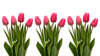 Vibrant row of ten bright pink tulips with lush green stems and leaves on black