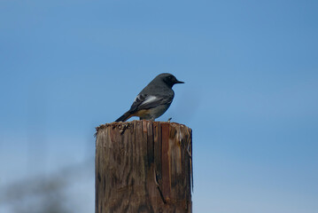 Black Redstart (Phoenicurus ochruros) sitting on wood stump in Zurich, Switzerland